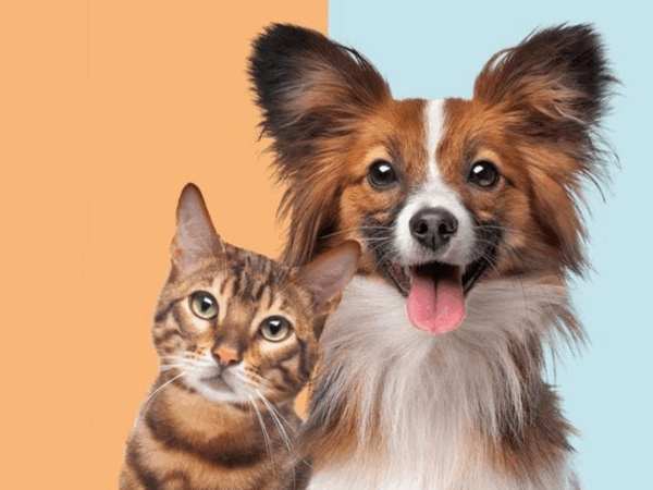 Existe Amizade entre Cães e Gatos?