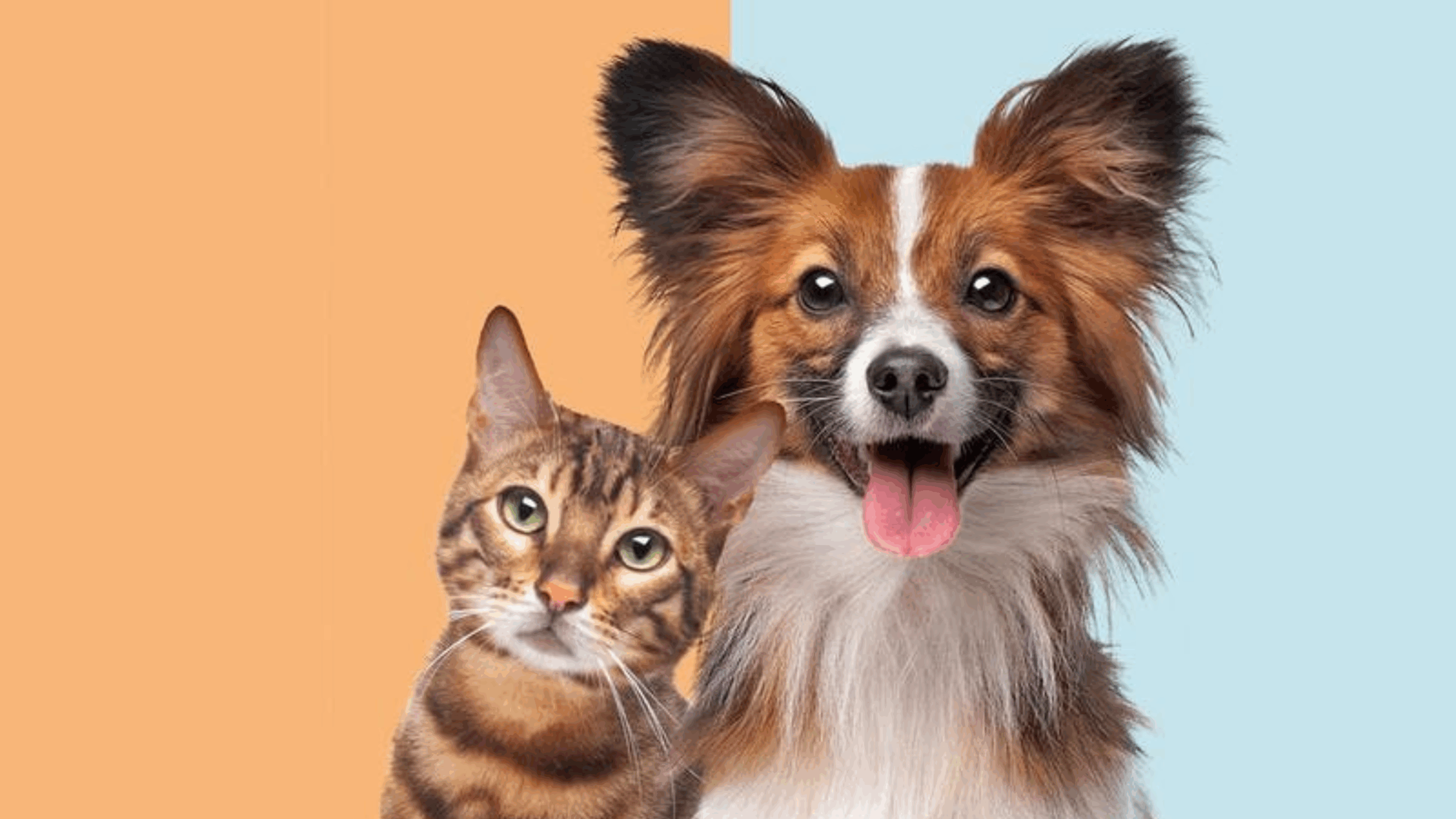 Existe Amizade entre Cães e Gatos?