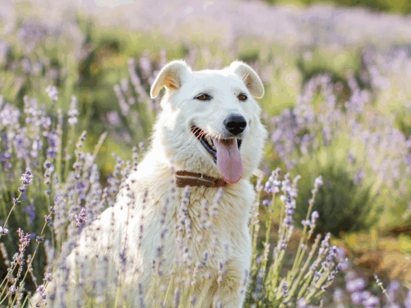 Aromaterapia para Pets