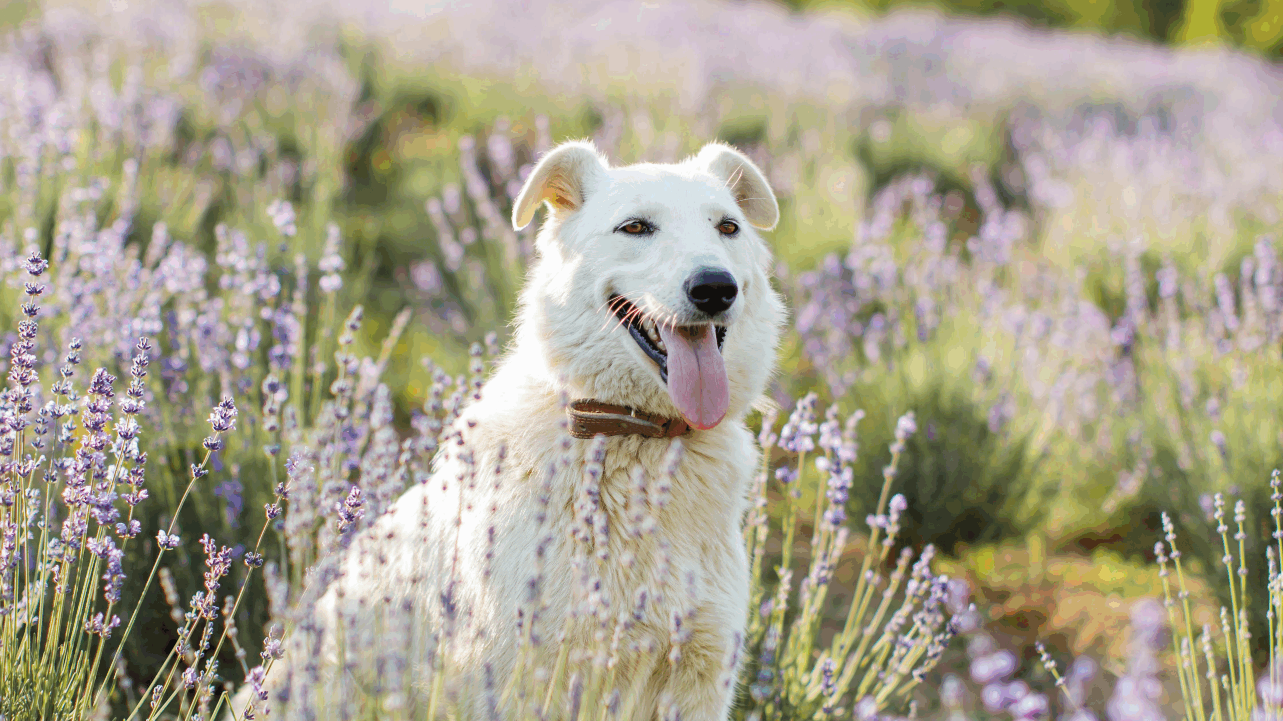 Aromaterapia para Pets