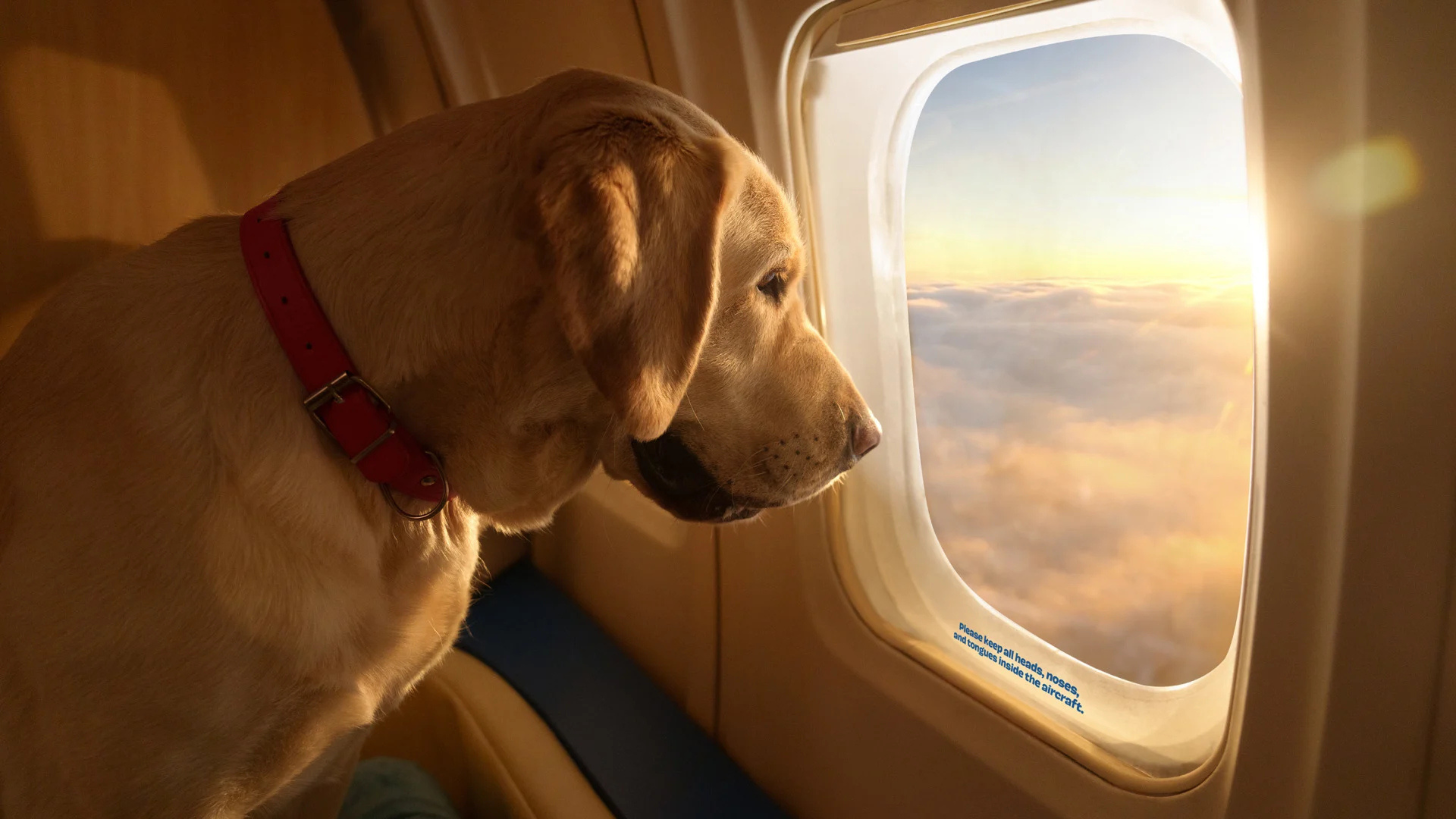 Inseparáveis: Como Levar Seu Cão em Viagem Aérea Nacional