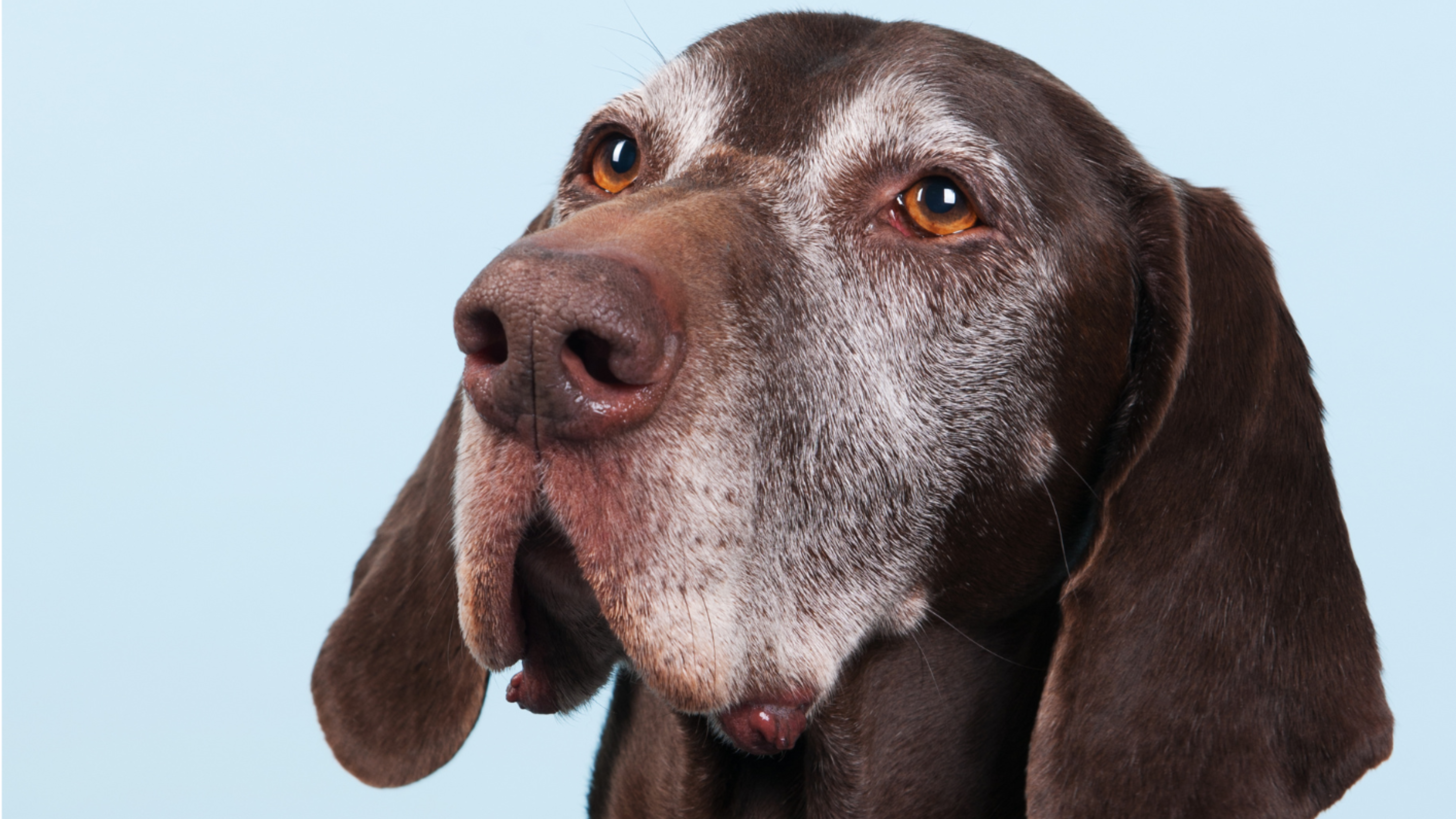 Como Calcular a Idade Real do Seu Cão em Anos Humanos