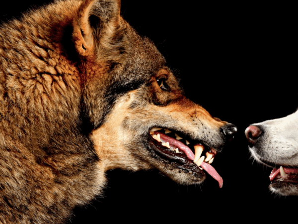 Os Cães Evoluíram dos Lobos?