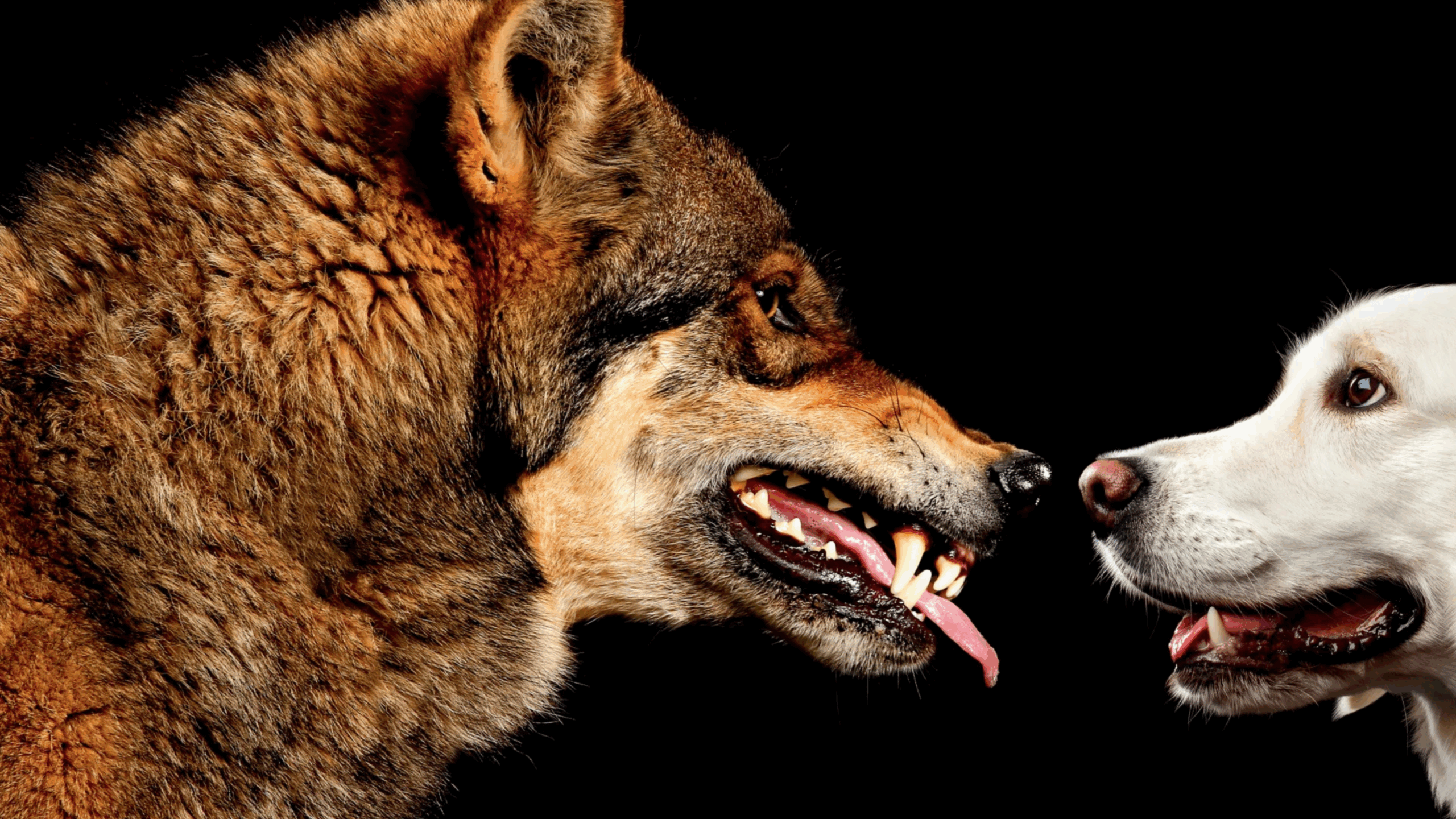Os Cães Evoluíram dos Lobos?