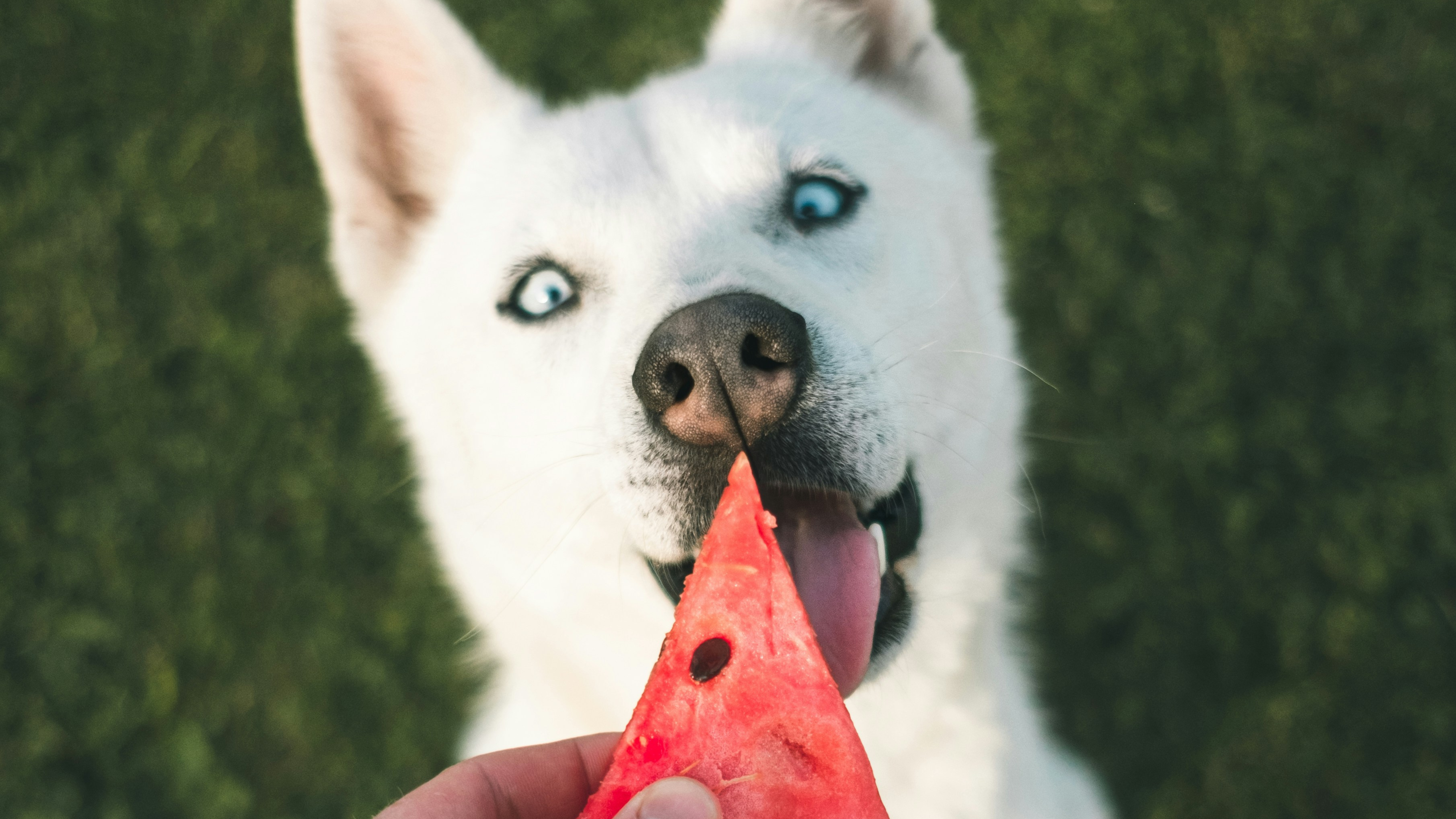 Por Que os Cães Deveriam Comer Mais Frutas?
