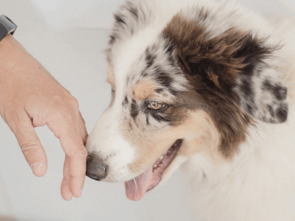 Sinais Caninos: Como Entender a Linguagem Corporal dos Cachorros