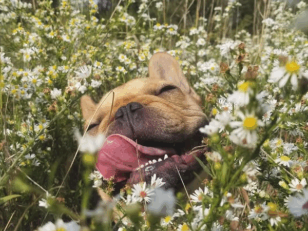 Como aplicar os 4 R’s da sustentabilidade no dia a dia com pets