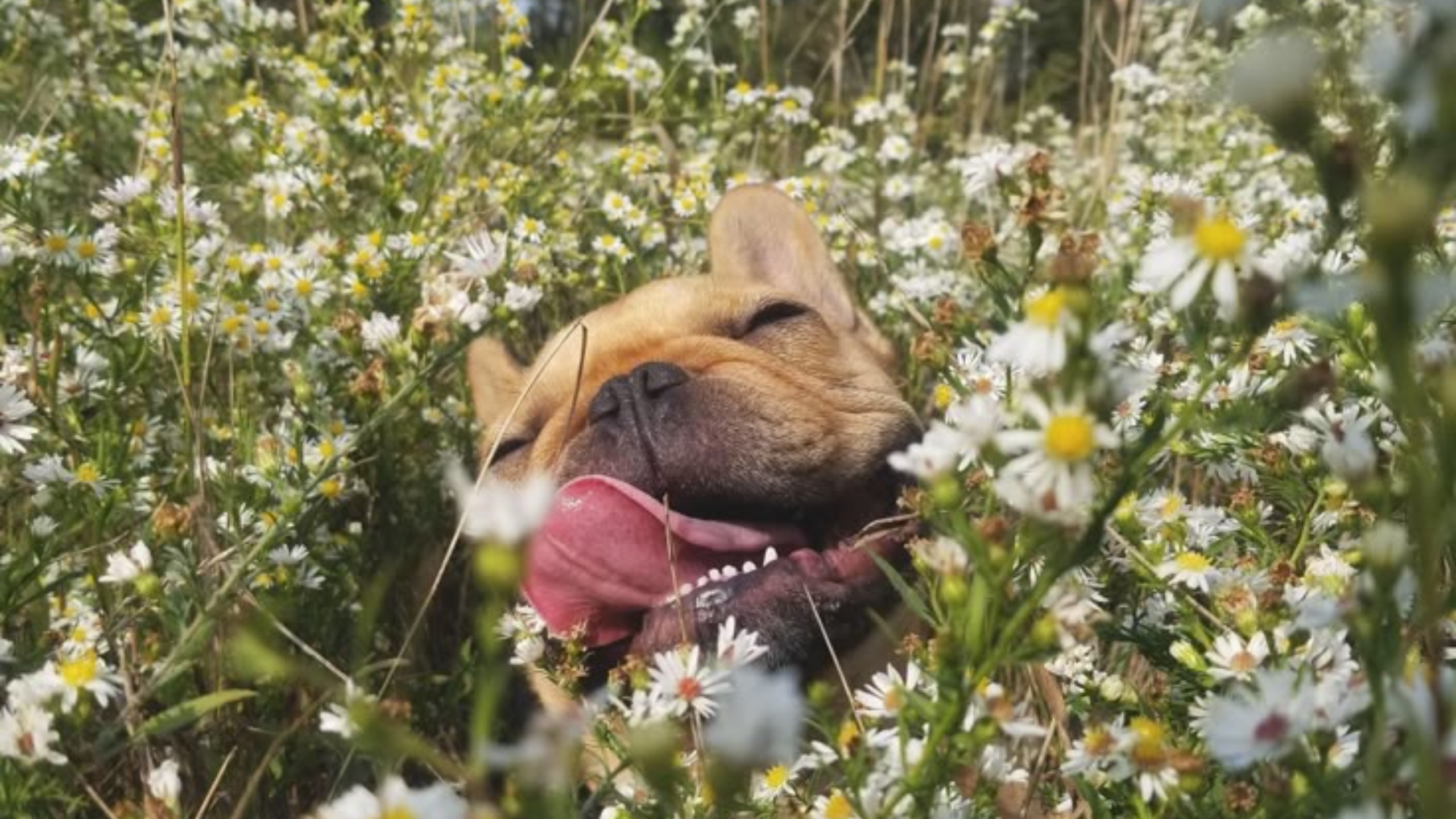 Como aplicar os 4 R’s da sustentabilidade no dia a dia com pets
