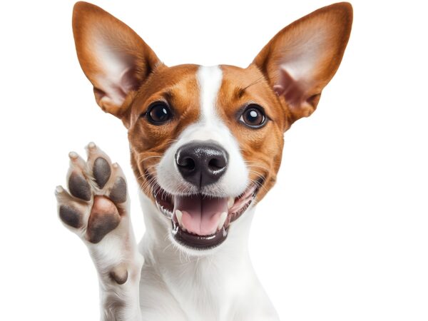 Conheça os Principais Produtos Caninos Para o Bem-Estar e Conforto do Seu Pet