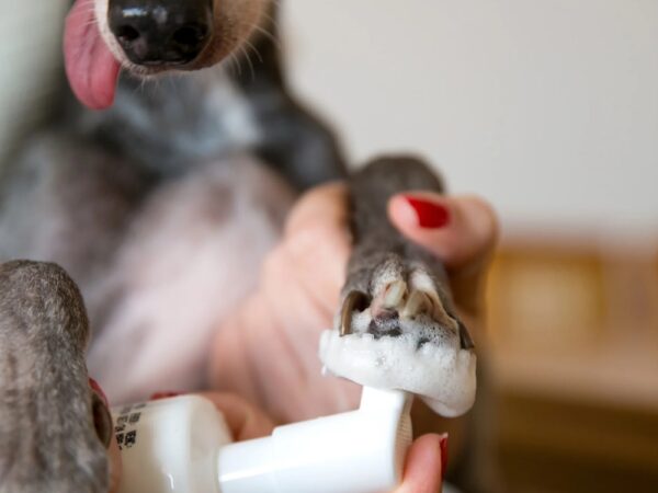 Como o mousse limpa patas pode facilitar sua rotina com pets?